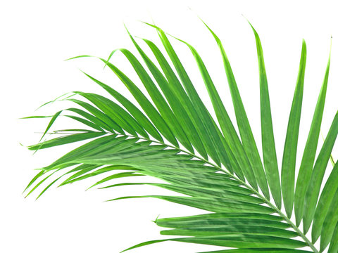 Fototapeta jeune palme