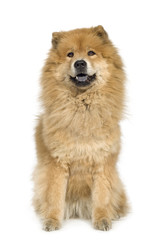 Chow chow (10 years)