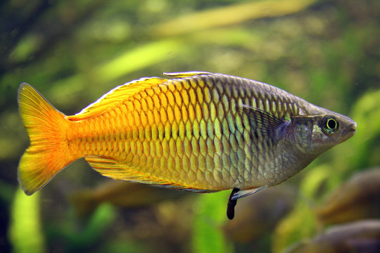 Fisch