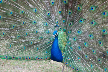 Naklejka premium peacock