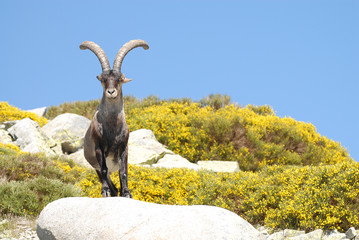 Cabra montés en Gredos