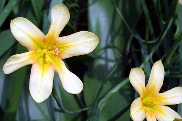 yellow exotic flower