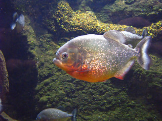 piranha