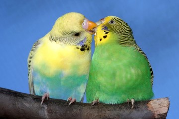 Cute Budgie Pair © Duncan Noakes