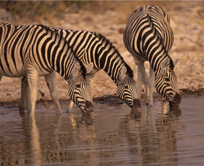 Africa-Zebras drinking