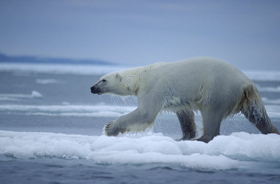Polar bear running on ice floe
