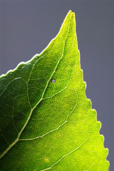 Close up macro of a leaf backlit.