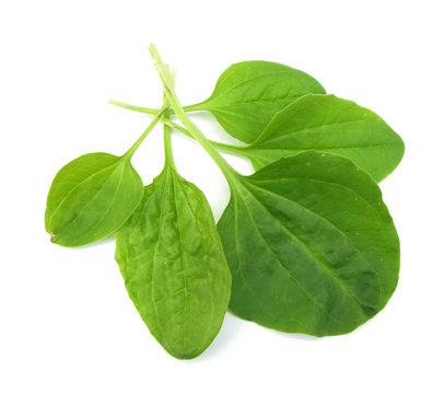 Plantago major Greater plantain leaves