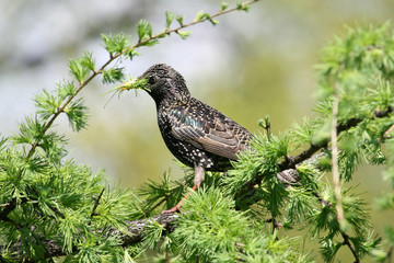starling