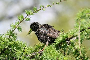 starling