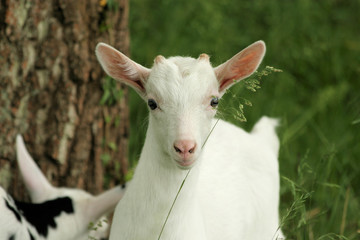 Fototapeta premium petite chevre