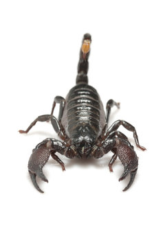 Emperor Scorpion (Pandinus imperator) isolated on white