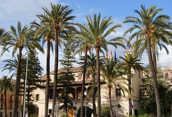 Palms of Palma de Mallorca