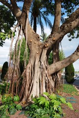Huge ficus tree