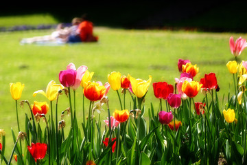 tulpen