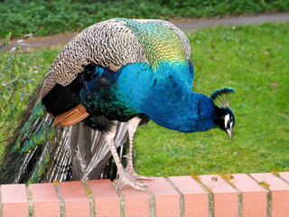 Obraz premium Vibrant peacock eating grain