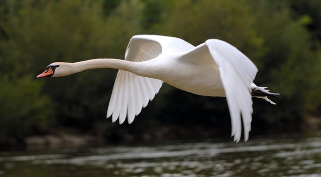 schwan im Flug