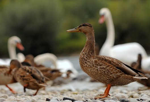 Enten