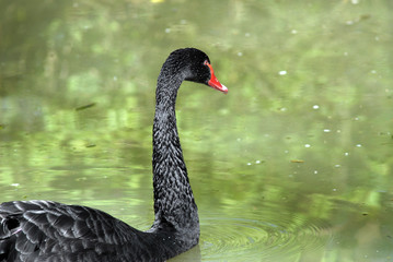 Fototapeta premium cygne noir