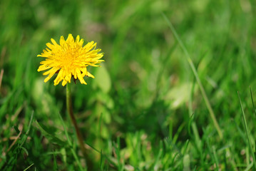 Dandelion in green grass