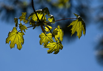 leaves in sunshine