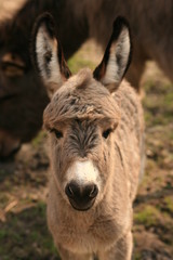 Junger süßer Esel auf dem Bauernhof 