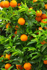 Green leaves and mature oranges on the tree.