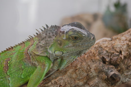 iguane