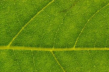 London Planetree (Platanus acerifolia) Leaf Detail
