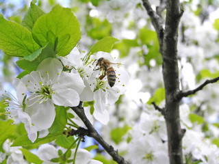 A bee collects floral pollen