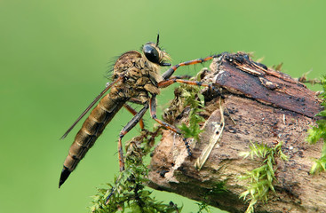 Raubfliege 1