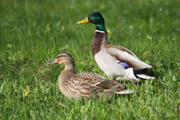 Fototapeta premium Stockenten