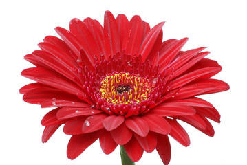 burgundy red gerber daisy isolated on white background