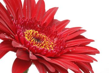 burgundy red gerber daisy isolated on white background