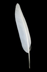 Naklejka premium White seagull feather