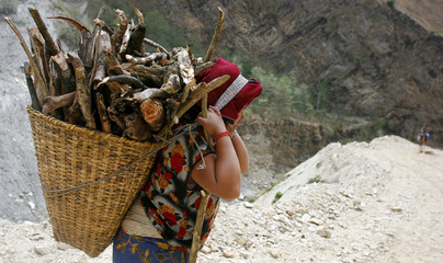 Dame népalaise transportant du bois de chauffage, annapurna, népal