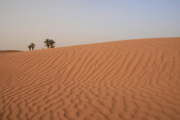 Palmiers dans le Sahara marocain