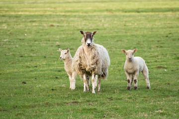 Obraz premium Jacob ewe with twins