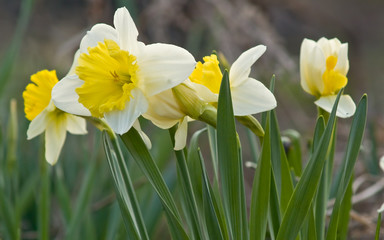 narcissus