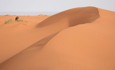 Fototapeta na wymiar Dune and camel in Sahara