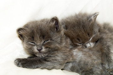 Two nice grey kittens