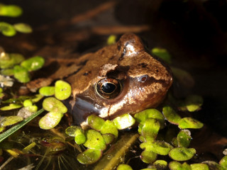 Frog in a pond