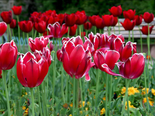 Tulips over tulips