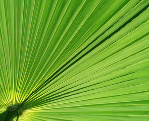 Obraz premium Palm Leaf Upclose