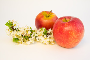 apples decorated with cherry tree on white background