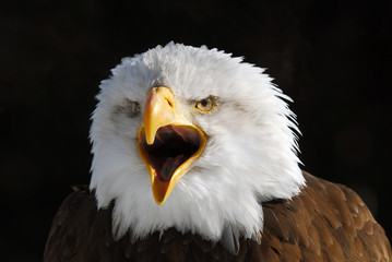 American Bald Eagle