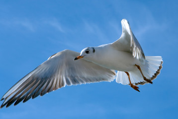 flying over blue sky