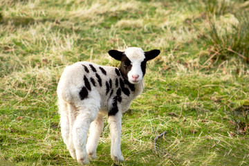 Jacob's Lamb