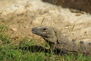the lizard