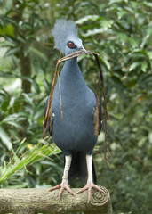 Victoria Crowned Pigeon